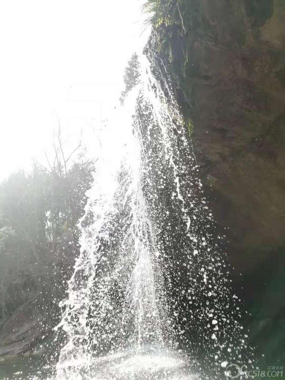 逃离橡子树种植地
